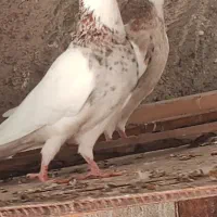 فروش نعدادی کبوتر طوقی