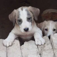 واگذاری سگ|سگ|قم, آزادگان|دیوار