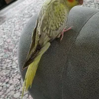 عروس هلندی گلباقالی و لوتینو|پرنده|تهران, تهرانسر شمالی|دیوار