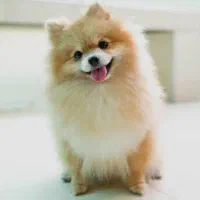 سگ پامرانین واگذاری