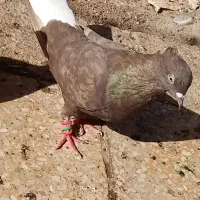 انواع پرنده رنگی