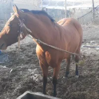 اسب مادیان سه ساله|اسب و تجهیزات اسبسواری|خنجین, |دیوار