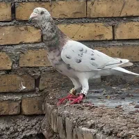 کبوتر کوهی گرفتنی