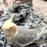 عروس هلندی نر گمشده