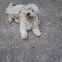 سگ نر سفید وقهویی رنگ