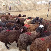 بره قزل افشار