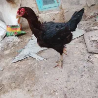 مرغ لاری