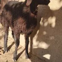 فروش بره قزل افشاری|حیوانات مزرعه|لالجین, |دیوار