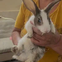 خرگوش