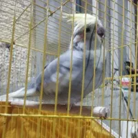 عروس ماده|پرنده|بندر ماهشهر, |دیوار