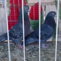 کبوتر پرشی|پرنده|سیرجان, |دیوار