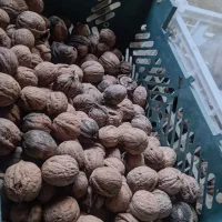 فروش ویژه ی گردو تازه ایرانی به مناسبت سال جدید