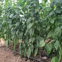 کارگر اتباع یا بلوچ با خانواده برای گلخانه فلفل