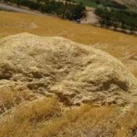 کاه گندم دیم