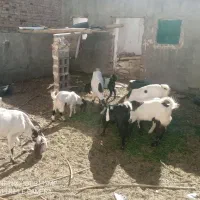 بز و کهره|حیوانات مزرعه|خاش, |دیوار