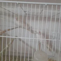 عروس هلندی 3 جفت پنج تومن