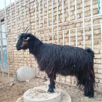 بزشیرازی|حیوانات مزرعه|اراک, |دیوار