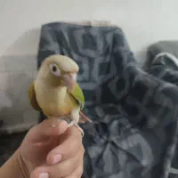 طوطی  گرینچیک دستی خیلی ازوم اهلی