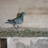 کفتر مسافتی پلاکی|پرنده|پاکدشت, حصار امیر|دیوار