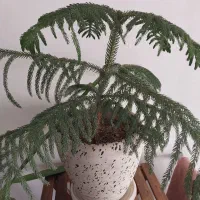 گل کاج مطبق سانسوریا دراسنا برگ انجیلی پتوس ارتشی|گل و گیاه طبیعی|اسلامشهر, شهرک محمدیه|دیوار