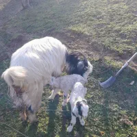 بز دوقولو زا