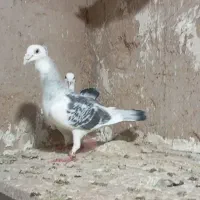 جفت مینا پاکستانی