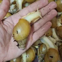 حلزون آچاتینا
