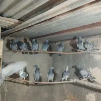 تیپ پلاکی جوان|پرنده|مهریز, |دیوار