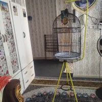 قفسه پرنده|اسباب‌بازی بچه|قم, پردیسان|دیوار
