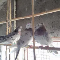 سه عدد سرور پرشی