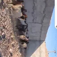 ۲۲عدد بز درجه یک