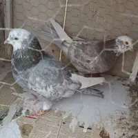 کفتر کبوتر|حیوانات|اندیشه, اندیشه فاز ۱|دیوار