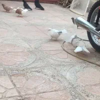 تعدادی پرنده درجه یک|پرنده|سیرجان, |دیوار