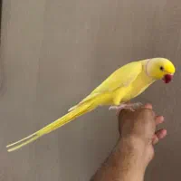 طوطی ملنگو زرد نرو ماده رام و دستی