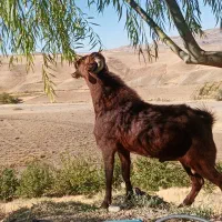بز نر نژاد قوی مناسب برای گله|حیوانات مزرعه|میانه, |دیوار