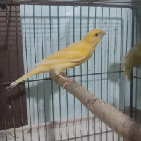 قناری نر ۵ماهه