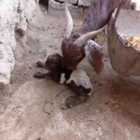 بز با بزغاله