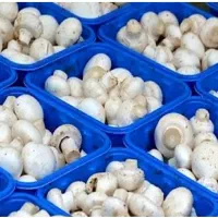 سرمایه گذاری در صنعت پرورش قارچ|استخدام مالی، حسابداری، حقوقی|تهران, چیتگر جنوبی|دیوار