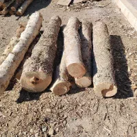 چوب چنار خشک توت کبوده اوکالیپتوس بید صنوبر
