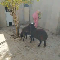 بره نر قوچی و پرواری|حیوانات مزرعه|تربتحیدریه, حاجی یار|دیوار