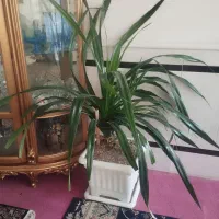 گل اپارتمانی