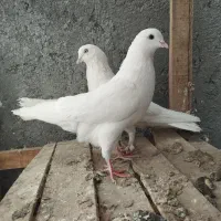 کفتر پرشی|پرنده|کاشان, خزاق|دیوار