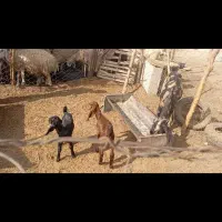 بز با دوتا کره|حیوانات مزرعه|جیرفت, |دیوار