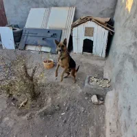 ماده ژرمن اماده جفت گیری|سگ|سیرجان, |دیوار