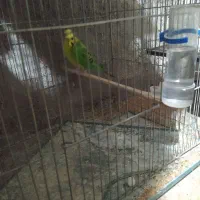 مرغ عشق های مولد تخم دار|پرنده|خرمدره, |دیوار