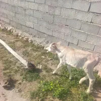 گوساله نر سیمینتال و گوساله ماده