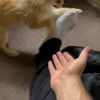 سگ پاور روباهی فروشی|سگ|تاکستان, |دیوار