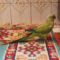 طوطی ملنگو گمشده