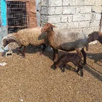 گوسفند .6راس میش جوان ابستن دو راس وره مار|حیوانات مزرعه|طبقده, |دیوار