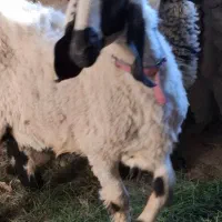 میش جری همراه بره ماده|حیوانات مزرعه|میرجاوه, |دیوار